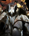   Hermit Crab Dahab  